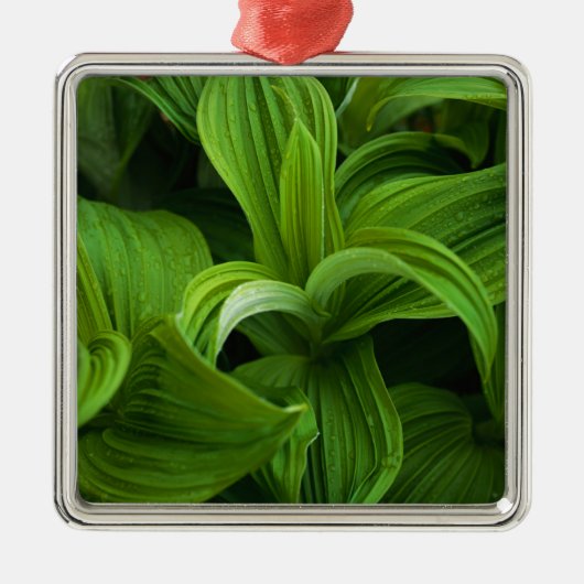 偽のHelaboreの結露 メタルオーナメント (正面)