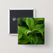 偽のHelaboreの結露 缶バッジ (正面&裏面)