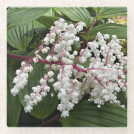 偽ソロモンのアザラシの花のフローラ ガラスコースター