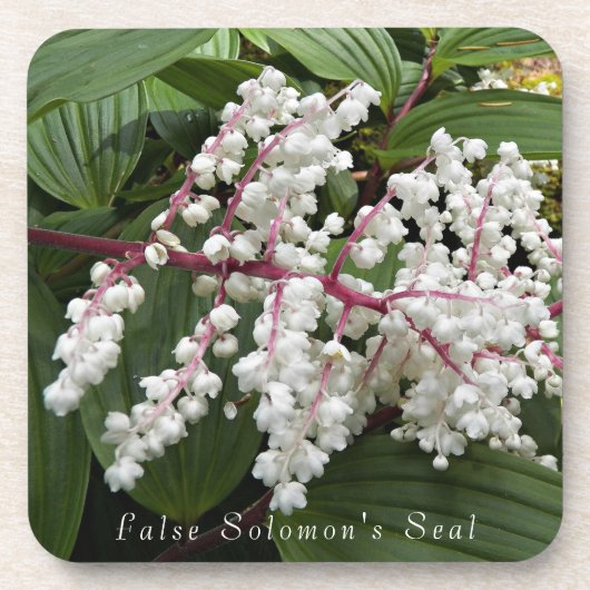 偽ソロモンの花フローラ コースター (正面)