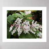 偽ソロモンの花フローラ ポスター (正面)