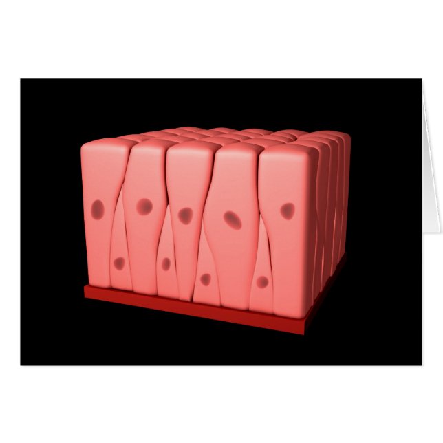 偽層柱上皮 (正面横)