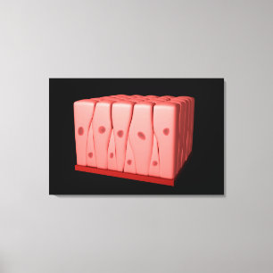 偽層柱上皮 キャンバスプリント