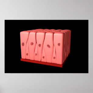 偽層柱上皮 ポスター