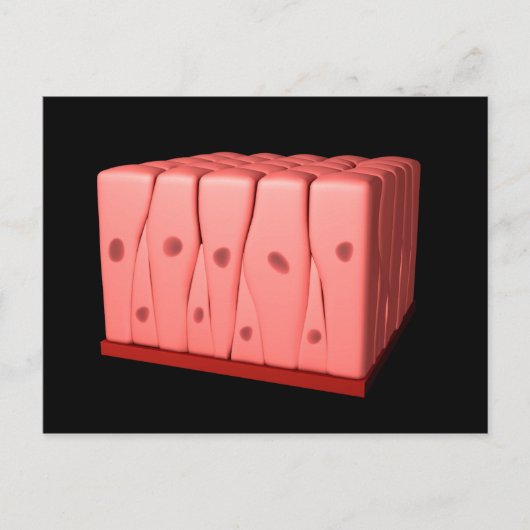 偽層柱上皮 ポストカード (正面)