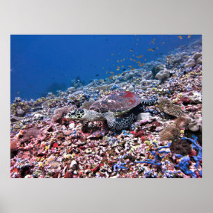 偽装化されたホークスビル ポスター