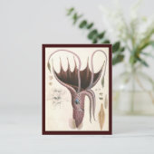 傘イカ、ビンテージ海洋生物動物 (スタンド正面)