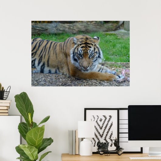 催眠虎 ポスター (ホームオフィス)