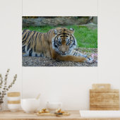 催眠虎 ポスター (キッチン)