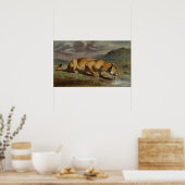 傷ついた雌ライオン ポスター (キッチン)