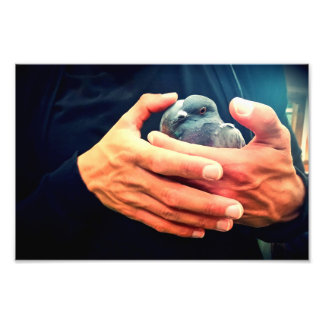 傷ついた鳥 フォトプリント           