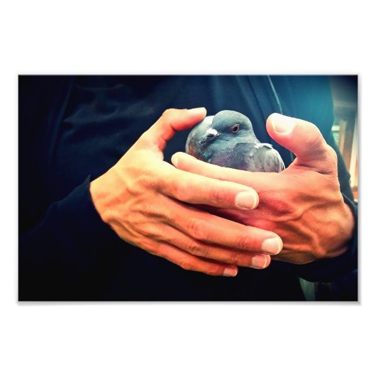 傷ついた鳥 フォトプリント            (正面)