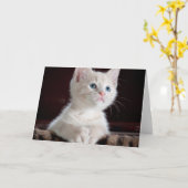 傷つきやすい白い子猫 カード (黄色い花)