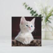 傷つきやすい白い子猫 カード (スタンド正面)