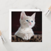 傷つきやすい白い子猫 カード (正面/裏面インサイチュ)