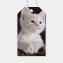 傷つきやすい白い子猫 ギフトタグ