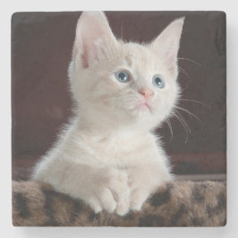傷つきやすい白い子猫 ストーンコースター