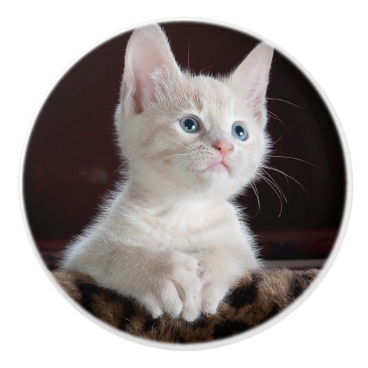 傷つきやすい白い子猫 セラミックノブ (正面)