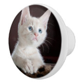傷つきやすい白い子猫 セラミックノブ (右)