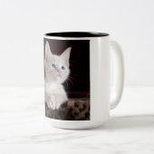 傷つきやすい白い子猫 ツートーンマグカップ (正面右)