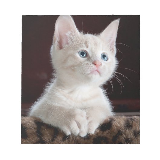 傷つきやすい白い子猫 ノートパッド (正面)