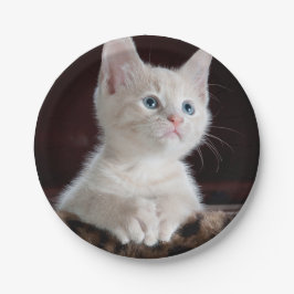 傷つきやすい白い子猫 ペーパープレート