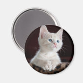 傷つきやすい白い子猫 マグネット (正面/裏面)