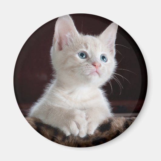 傷つきやすい白い子猫 マグネット (正面)