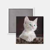 傷つきやすい白い子猫 マグネット (正面/裏面)
