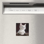 傷つきやすい白い子猫 マグネット (インサイチュ (食洗機))