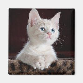 傷つきやすい白い子猫 マグネット