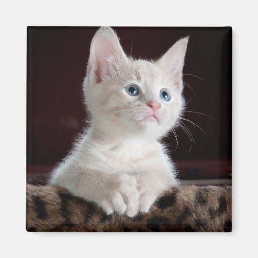 傷つきやすい白い子猫 マグネット (正面)