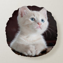 傷つきやすい白い子猫