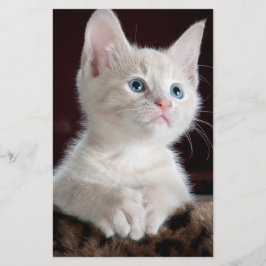 傷つきやすい白い子猫 便箋