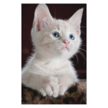 傷つきやすい白い子猫