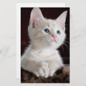 傷つきやすい白い子猫 便箋 (正面/裏面)