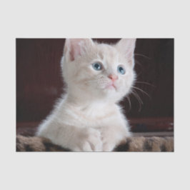 傷つきやすい白い子猫 薄葉紙