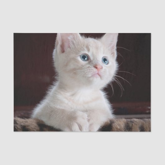 傷つきやすい白い子猫 薄葉紙 (正面)