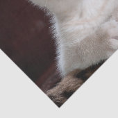 傷つきやすい白い子猫 薄葉紙 (詳細)