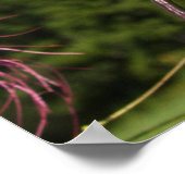 傾いたクレオメ ポスター (角)