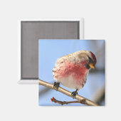 傾動レッドポーリングマグネット マグネット (正面/裏面)