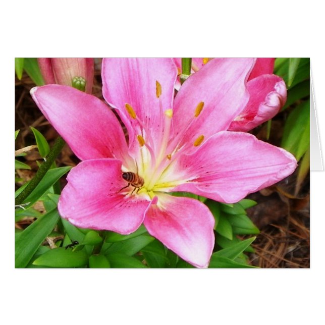 働き者 (正面横)