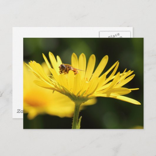 働き蜂 ポストカード (正面/裏面)