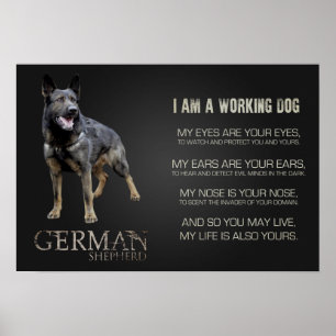 働くジャーマン・シェパード犬- GSD ポスター