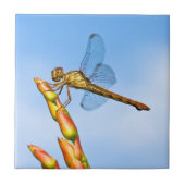 僕の背後のマイル タイル (正面)