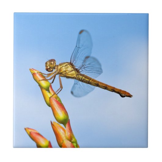 僕の背後のマイル タイル (正面)