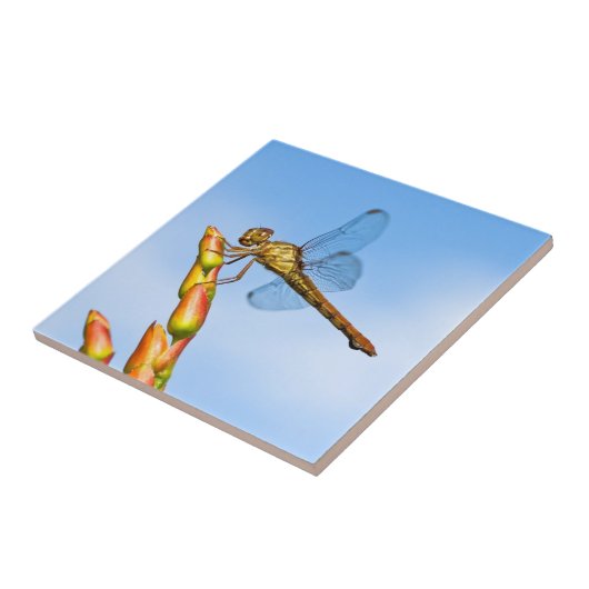 僕の背後のマイル タイル (側面)