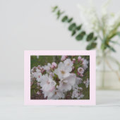 儚い桜の花 ポストカード (スタンド正面)