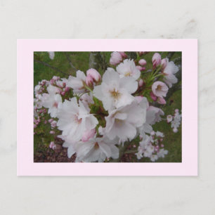 儚い桜の花 ポストカード