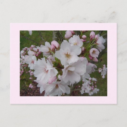 儚い桜の花 ポストカード (正面)
